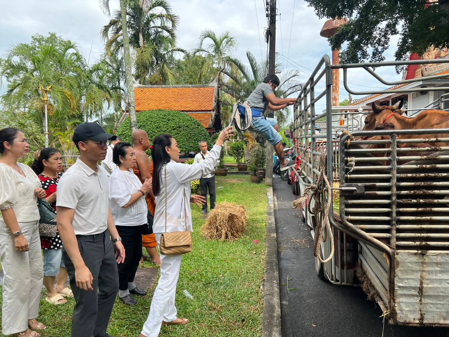 รูปย่อยที่ 2: พิธีใส่บาตรฉลองพระบวชใหม่ และไถ่ชีวิตโคกระบือ