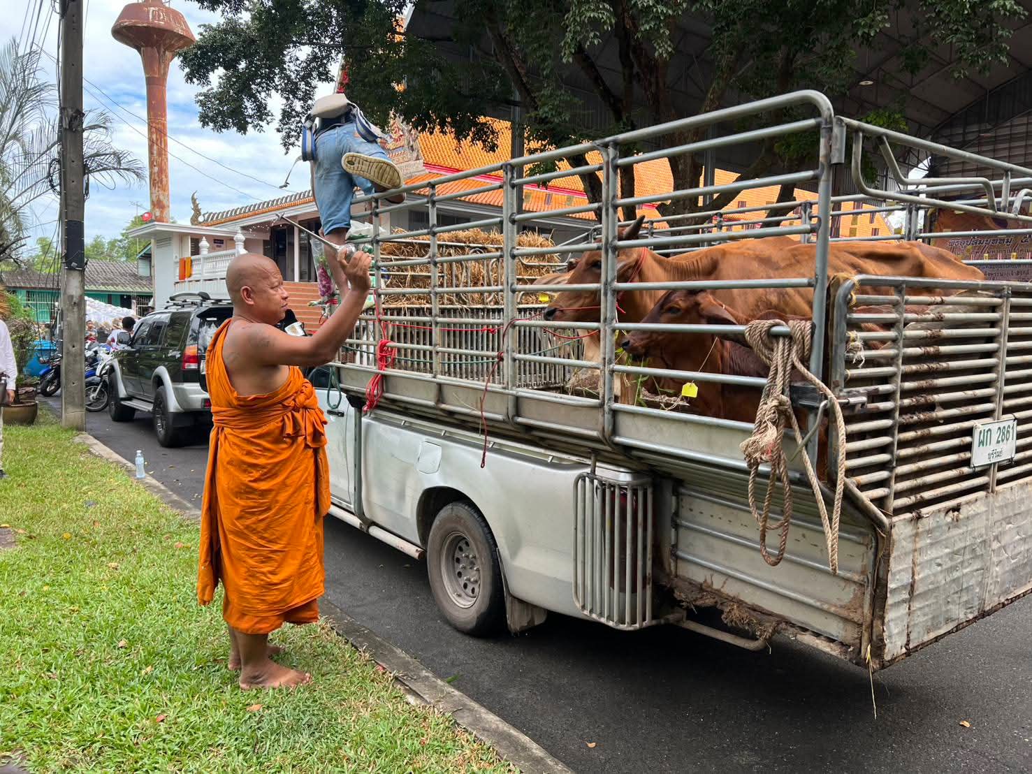 รูปย่อยที่ 3: พิธีใส่บาตรฉลองพระบวชใหม่ และไถ่ชีวิตโคกระบือ