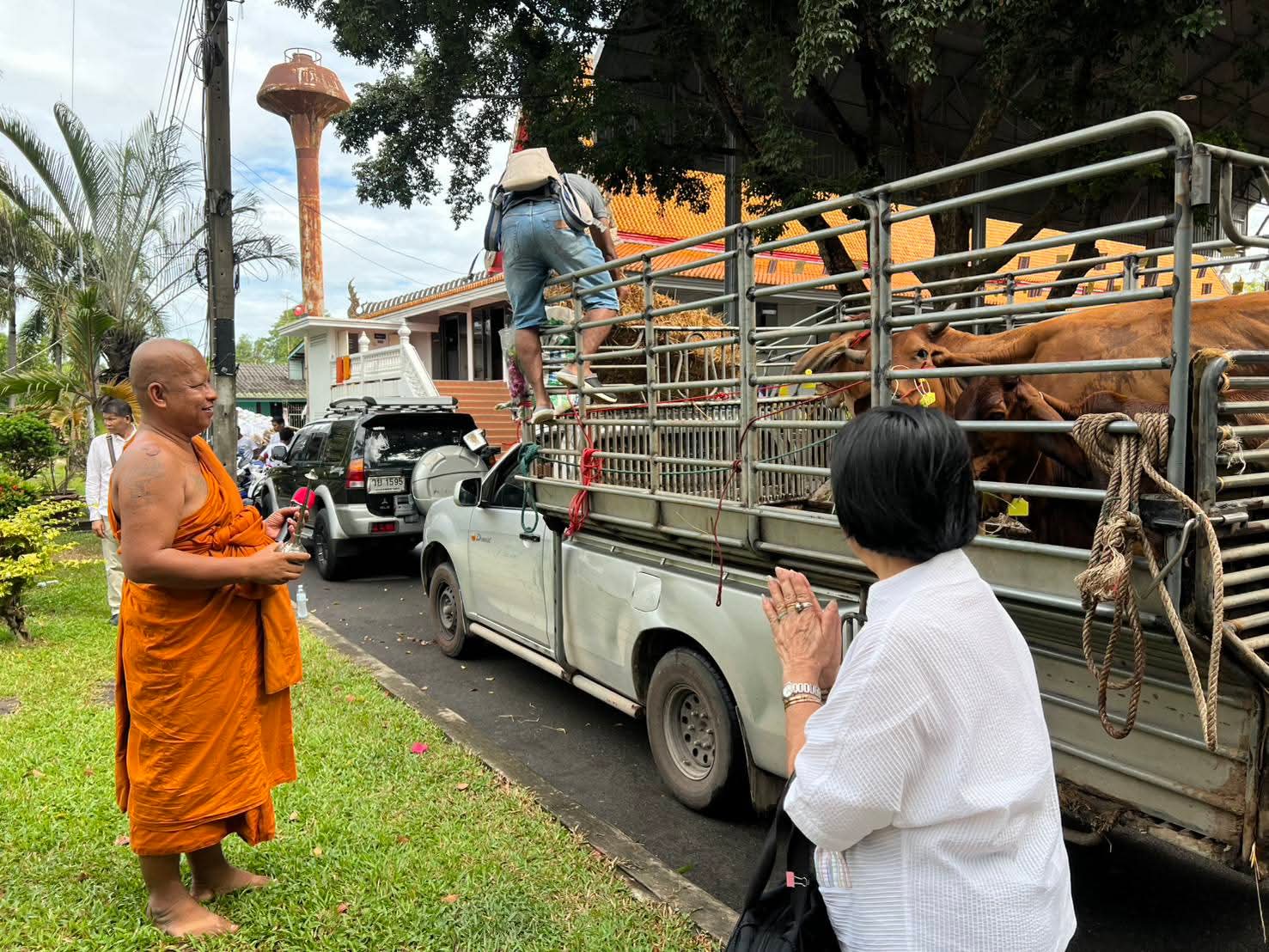 รูปย่อยที่ 5: พิธีใส่บาตรฉลองพระบวชใหม่ และไถ่ชีวิตโคกระบือ